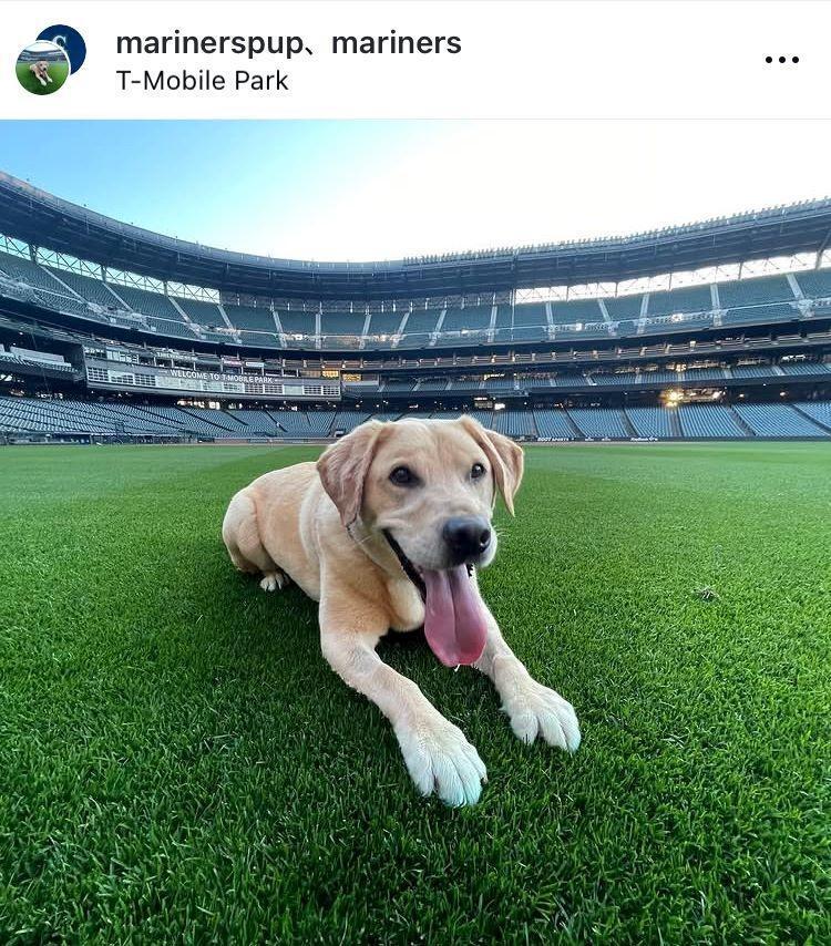 マリナーズのクラブハウス犬・タッカーのインスタグラム（ｍａｒｉｎｅｒｓｐｕｐ）より