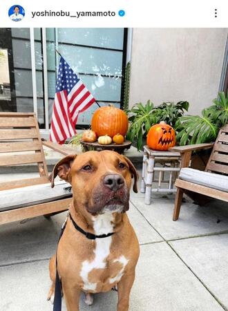 　昨年１１月に公開された愛犬・カルロス。山本由伸のインスタグラム（ｙｏｓｈｉｎｏｂｕ＿＿ｙａｍａｍｏｔｏ）より 