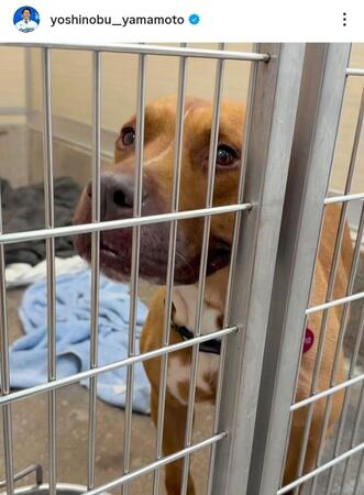 　昨年１１月に公開された愛犬・カルロス。山本由伸のインスタグラム（ｙｏｓｈｉｎｏｂｕ＿＿ｙａｍａｍｏｔｏ）より 