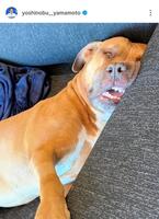 　昨年１１月に公開された愛犬・カルロス。山本由伸のインスタグラム（ｙｏｓｈｉｎｏｂｕ＿＿ｙａｍａｍｏｔｏ）より 
