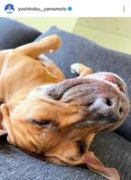 　昨年１１月に公開された愛犬・カルロス。山本由伸のインスタグラム（ｙｏｓｈｉｎｏｂｕ＿＿ｙａｍａｍｏｔｏ）より 