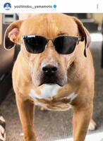 　昨年１１月に公開された愛犬・カルロス。山本由伸のインスタグラム（ｙｏｓｈｉｎｏｂｕ＿＿ｙａｍａｍｏｔｏ）より 