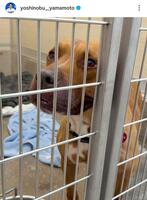 　昨年１１月に公開された愛犬・カルロス。山本由伸のインスタグラム（ｙｏｓｈｉｎｏｂｕ＿＿ｙａｍａｍｏｔｏ）より 