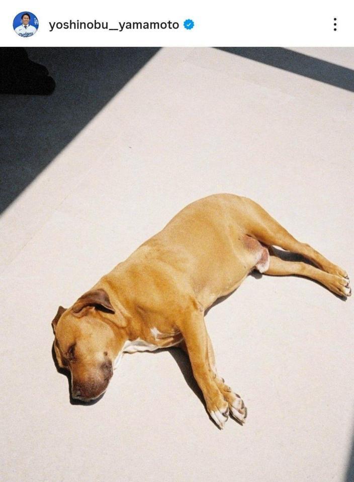 　昨年１１月に公開された愛犬・カルロス。山本由伸のインスタグラム（ｙｏｓｈｉｎｏｂｕ＿＿ｙａｍａｍｏｔｏ）より 