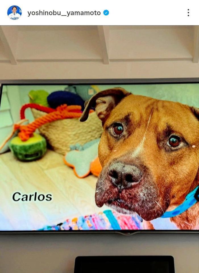　昨年１１月に公開された愛犬・カルロス。山本由伸のインスタグラム（ｙｏｓｈｉｎｏｂｕ＿＿ｙａｍａｍｏｔｏ）より 