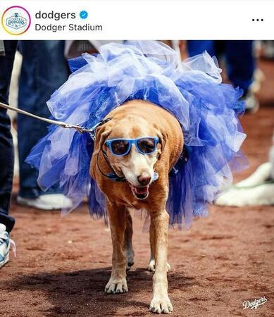 ドジャーブルーのドレスを着て。ドジャースの公式インスタグラム＠ｄｏｄｇｅｒｓより