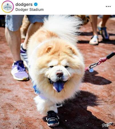 舌までブルー！ドジャースの公式インスタグラム＠ｄｏｄｇｅｒｓより