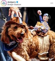 投げる大谷人形を背負ったワンちゃん。ドジャースの公式インスタグラム＠ｄｏｄｇｅｒｓより