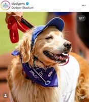 ドジャーブルーのサンバイザーで。ドジャースの公式インスタグラム＠ｄｏｄｇｅｒｓより