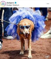 ドジャーブルーのドレスを着て。ドジャースの公式インスタグラム＠ｄｏｄｇｅｒｓより