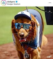 ドジャースの公式インスタグラム＠ｄｏｄｇｅｒｓより