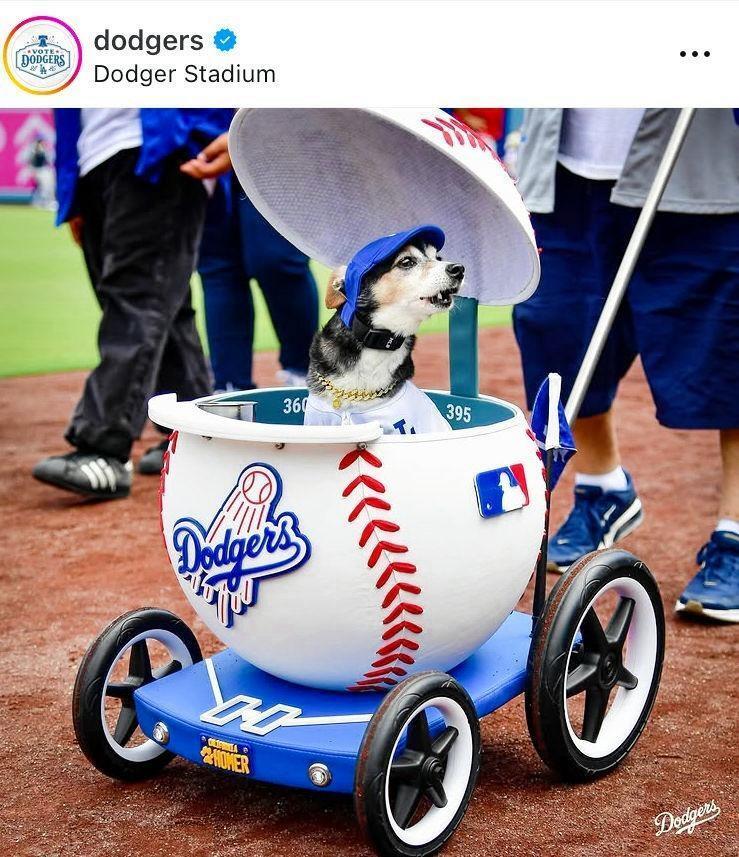 ボール型のバギー？でグラウンドへ！ドジャースの公式インスタグラム＠ｄｏｄｇｅｒｓより