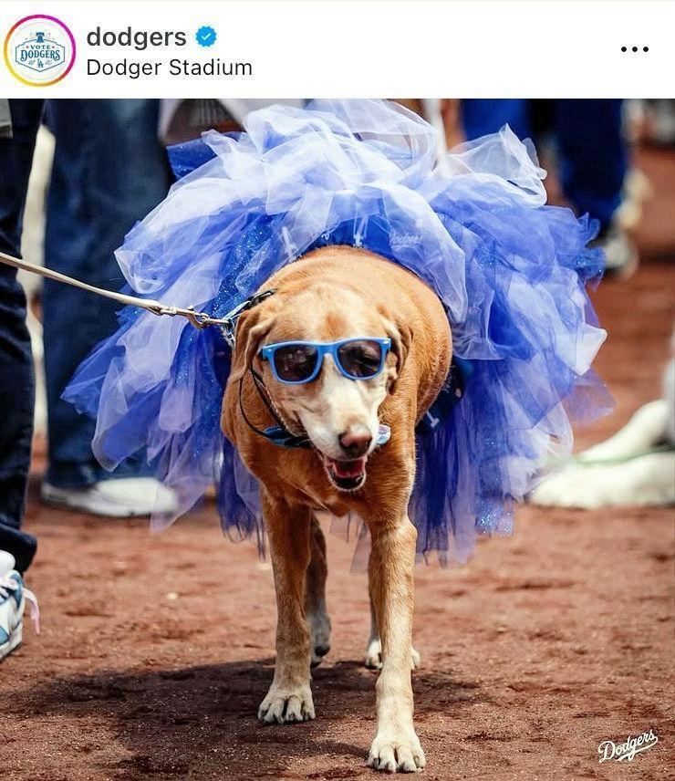 ドジャーブルーのドレスを着て。ドジャースの公式インスタグラム＠ｄｏｄｇｅｒｓより