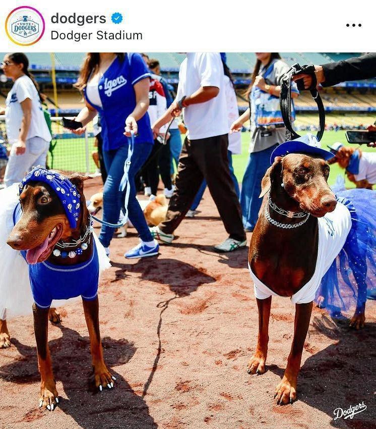 ボールのネックレスとバンダナがキュート！ドジャースの公式インスタグラム＠ｄｏｄｇｅｒｓより