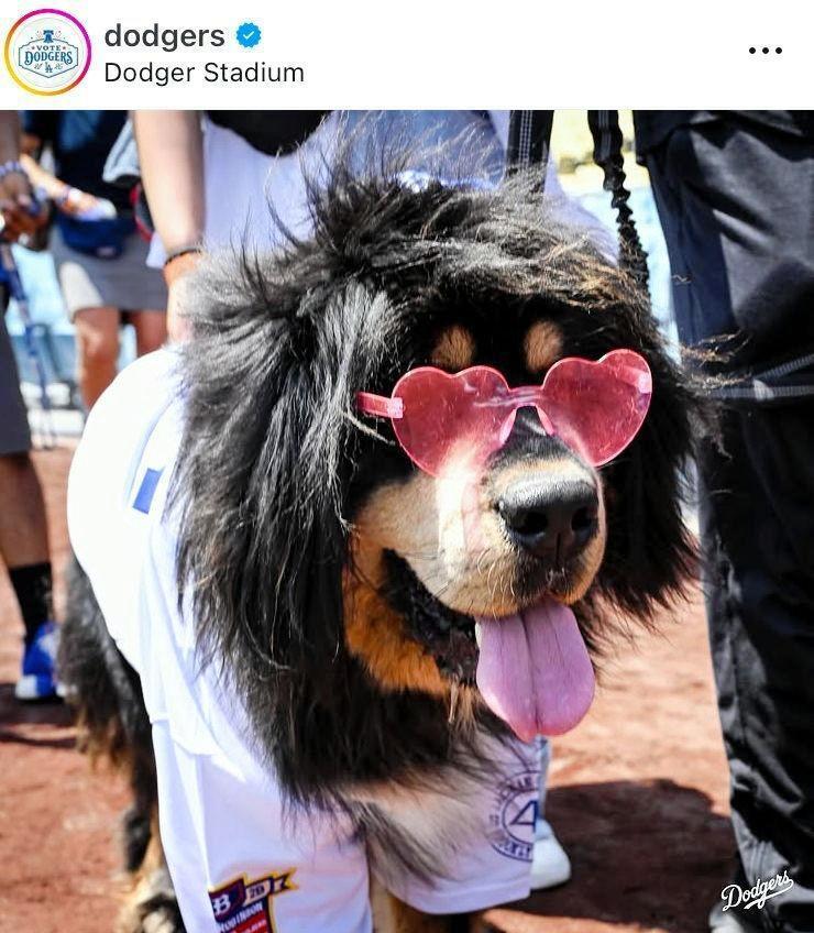 ドジャースの公式インスタグラム＠ｄｏｄｇｅｒｓより