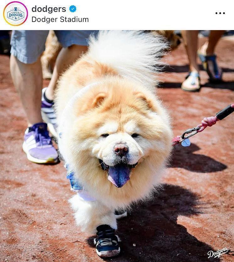 舌までブルー！ドジャースの公式インスタグラム＠ｄｏｄｇｅｒｓより