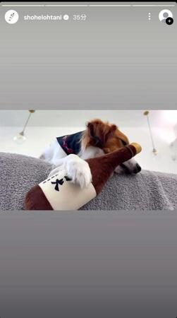 大谷翔平のインスタグラム（ｓｈｏｈｅｉｏｈｔａｎｉ）より