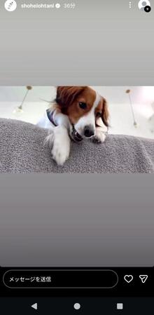 大谷翔平のインスタグラム（ｓｈｏｈｅｉｏｈｔａｎｉ）より