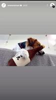 大谷翔平のインスタグラム（ｓｈｏｈｅｉｏｈｔａｎｉ）より