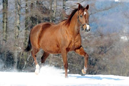 “謎の馬”ソウタツは今やすっかりお母さんに