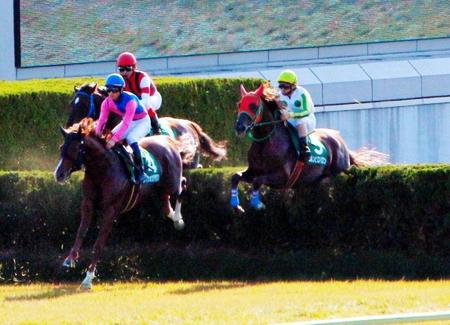 ニホンピロバロン（右）