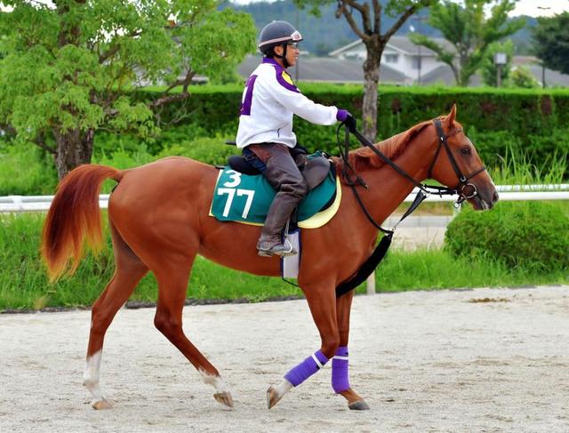 名厩務員が送り出す期待の新馬に注目