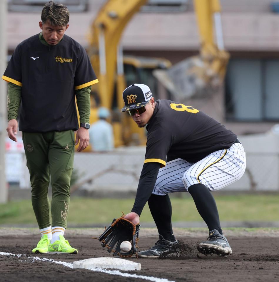 　三塁線のゴロ捕を繰り返す佐藤輝（撮影・田中太一）