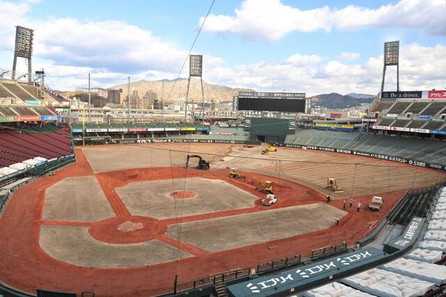 マツダスタジアム芝 全面張替えの理由