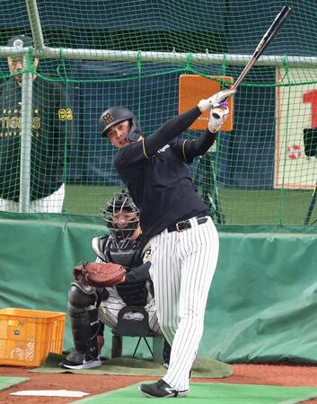 　１軍登録された井上は打撃練習をする（撮影・中田匡峻）