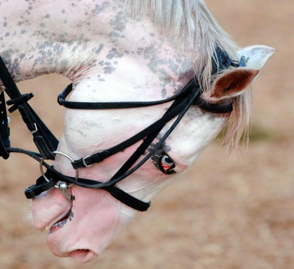 お前もろう人形にしてやろうかと言わんばかりのシロニイ（注：筆者の主観です）＝栗東トレセン（撮影・石湯恒介）