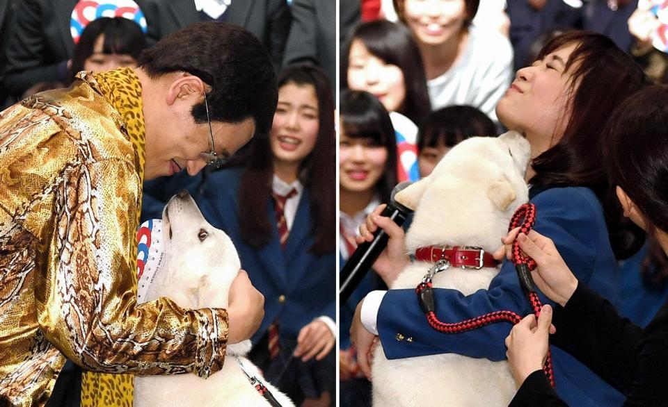 大原櫻子に襲いかかった お父さん犬 ピコ太郎に見つめられると カメラマン発 オピニオンｄ デイリースポーツ Online