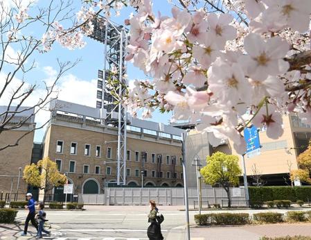 桜は満開でも、甲子園の“開幕”はまだ遠い（撮影・高部洋祐）