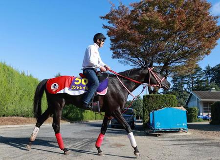 悠々と運動するコントレイル＝２６日、栗東ＴＣ（撮影・石湯恒介）