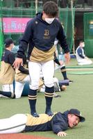 背中を踏まれる激痛マッサージを受けるオリックス・頓宮＝ベルーナドーム（撮影・堀内翔）