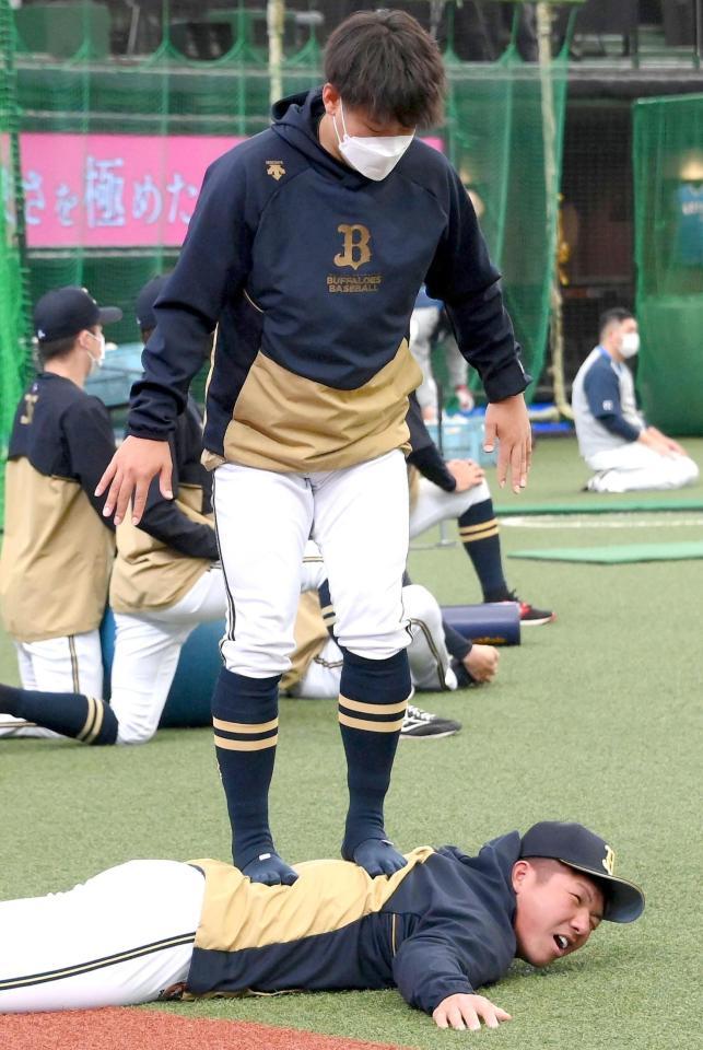 背中を踏まれる激痛マッサージを受けるオリックス・頓宮＝ベルーナドーム（撮影・堀内翔）