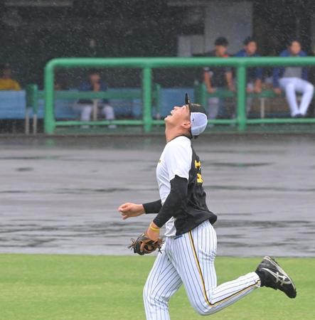 雨の中、ノックの飛球を追う阪神・井上広大＝５日、鳴尾浜（撮影・高部洋祐）