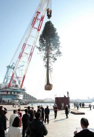 クレーンでつり上げられた巨大なあすなろの木＝神戸市中央区（撮影・坂部計介）