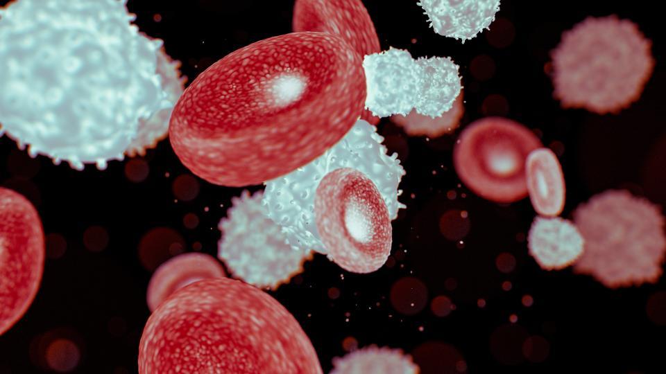 　赤血球と白血球…いずれも種類があります（pinkeyes／stock.adobe.com）