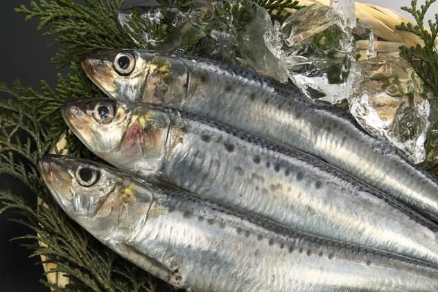 冬でも危険 サバ アジ イカ 魚介類の生食に要注意 食中毒 アニサキス症 を防ぐには ドクター備忘録 オピニオンｄ デイリースポーツ Online