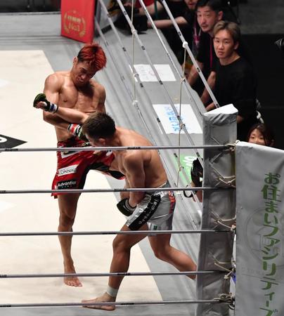 　元谷友貴（右）に左膝をぶち込み、ＫＯした朝倉海（撮影・佐々木彰尚）