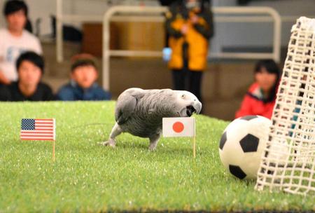 　サッカー女子Ｗ杯のカナダ大会決勝戦の行方を占い、日本の勝利と予想したインコの「オリビアちゃん」