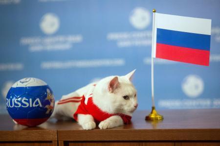 　ロシア・サンクトペテルブルクのエルミタージュ美術館にすむ「予言猫」のアキレス＝１３日（タス＝共同）