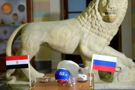 　ロシア-エジプトの試合結果を予想する猫のアキレス＝１９日、ロシア・サンクトペテルブルク（タス＝共同）