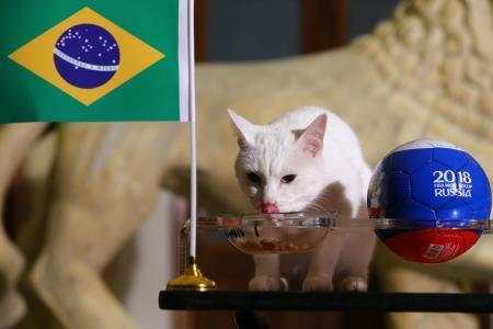 　ブラジル-コスタリカの試合結果を予想する猫のアキレス＝２２日、ロシア・サンクトペテルブルク（タス＝共同）