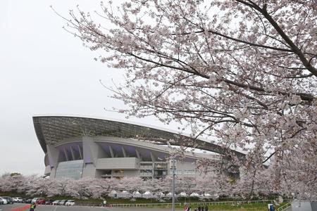 　桜が満開の中行われる日本対ベトナム戦＝さいたまスタジアム（撮影・高石航平）