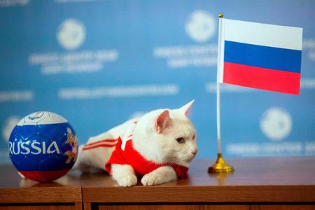 　ロシア・サンクトペテルブルクのエルミタージュ美術館にすむ「予言猫」のアキレス（共同）