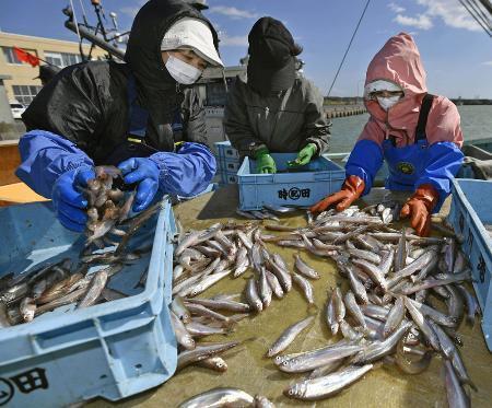 　２０１８年１０月、北海道むかわ町で水揚げされたシシャモを仕分けする漁業関係者