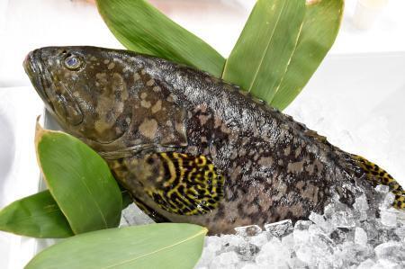 　秋田県男鹿市で陸上養殖するプロジェクトが進む「タマカイ」