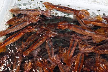 　いけすで泳ぐスルメイカ＝２０２５年６月、北海道函館市