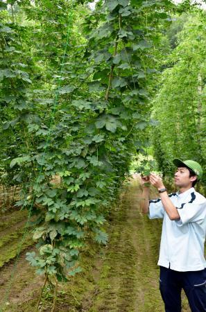 　「うどんこ病」にかかりづらいホップ（中央）＝２２日午前、北海道上富良野町